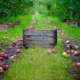 Kada brati jabuke za skladištenje? I kako to ispravno uraditi